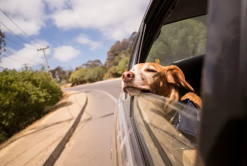 A dog resting its head out of an open car window on a country road, on the way to the ferry.